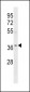 OR5W2 Antibody(C-term)